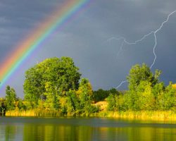 Притча «Лесная симфония»