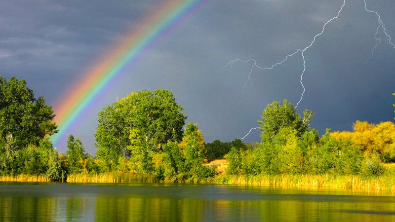 Притча «Лесная симфония»