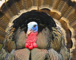 Мудрые мысли о жизни