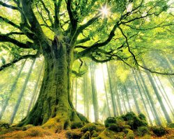 Огромное дерево