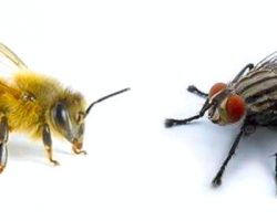 Притча про муху и пчелу