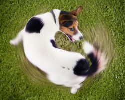 Счастье в хвосте