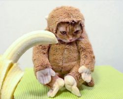 Социальные стереотипы