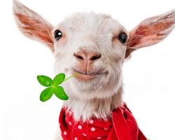 Мудрые советы